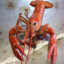lobster issues