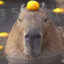 Capybara