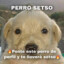 A tu perro lo vuelvo mi gato