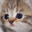 Messenger MAX enjoyer