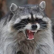 Racoon