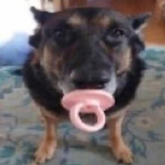 dog with pacifier