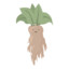 Mandrake_Roots