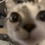 goop