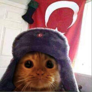 Turkish Cat