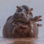 Gerhardt the hippopotanus