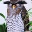 Big_Owl
