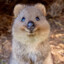 quokka
