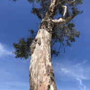 Eucalyptus Tree