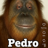 Pedro