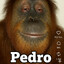 Pedro