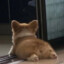 抠不刁