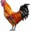 鸡