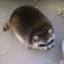 raccoonfan53
