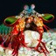 Mighty Mantis Shrimp