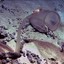 carnivorous sea squirt