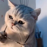 把挽回的手放下