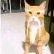 Gato sabio