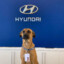 Cachorro da Hyundai