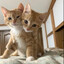 meow:3