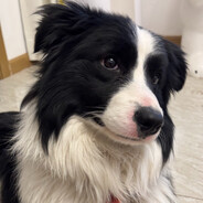 辣椒不能没有炒肉