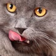 Стус Стусовский