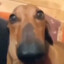 SimplyMango
