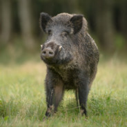 ПЛОТНЫЙ НАПАС