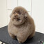 Goop Poop