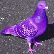 sci's avatar