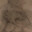 Lycqnthropy Steam avatar