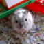 Gerbal