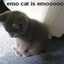 emo cat