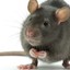 Rat with the Hat