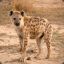 Spotted Hyena