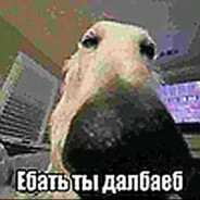 Xach4Pur4iK |naxyi mne zoom?