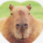 cheeky capybara breeder
