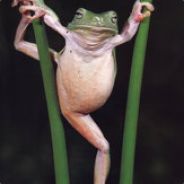 Frog eater@magic find