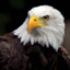 White-Headed Eagle