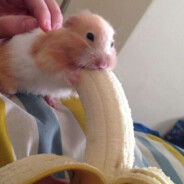 Святой Хомяк