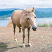 ——下等马分界线——