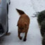 mannanhusky