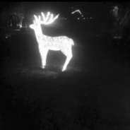 心里的鹿没了呀