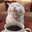 Coffee_Cat
