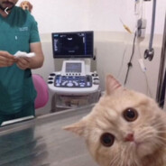 可以治好我的腰间盘吗