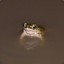 ribbit