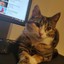 Thats my cat in my profile pic,