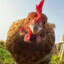 chicken