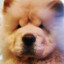 Kador bearsae