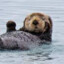 Nutria Alemana